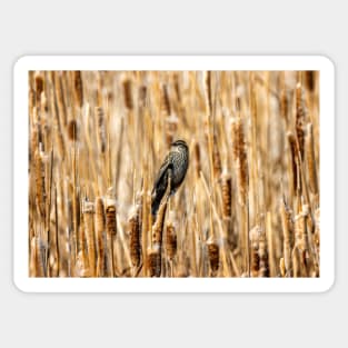 Female Black Bird Perched in a Field of Cat Tail Reeds Sticker